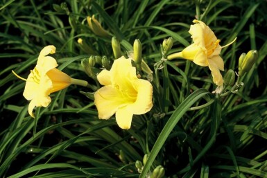 Daglilje Hemerocallis 'Stella de Oro' 5-10 potte P9