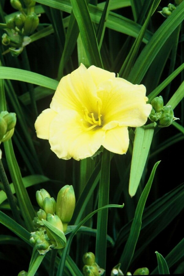 Daglilje Hemerocallis 'Stella de Oro' 5-10 potte P9 Hemerocallis 'Stella de Oro'