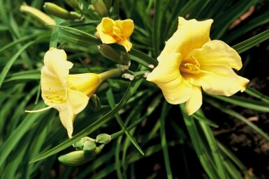 Daglilje Hemerocallis 'Stella de Oro' 5-10 potte P9 Hemerocallis 'Stella de Oro'