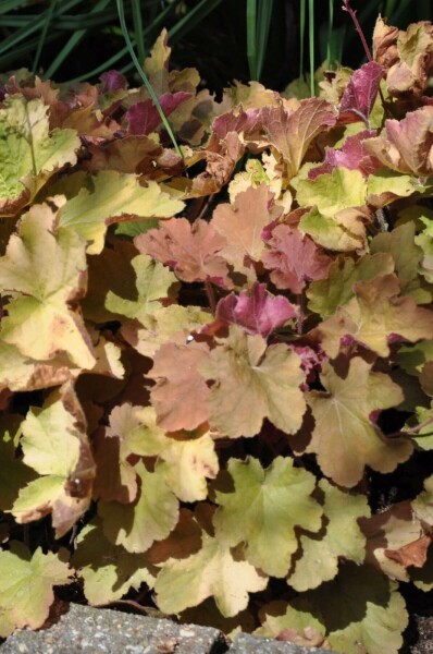 Alunrod Heuchera 'Caramel' 5-10 potte P9 Heuchera 'Caramel'