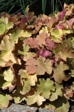 Alunrod Heuchera 'Caramel' 5-10 potte P9