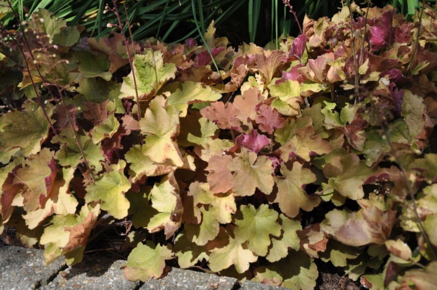 Alunrod Heuchera 'Caramel' 5-10 potte P9 Heuchera 'Caramel'