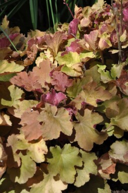 Alunrod Heuchera 'Caramel' 5-10 potte P9 Heuchera 'Caramel'