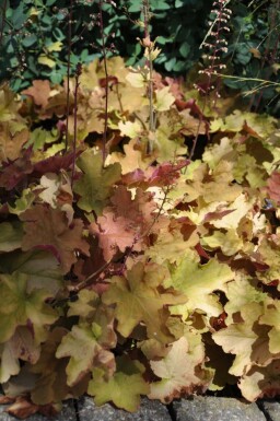 Alunrod Heuchera 'Caramel' 5-10 potte P9 Heuchera 'Caramel'