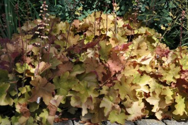 Alunrod Heuchera 'Caramel' 5-10 potte P9 Heuchera 'Caramel'