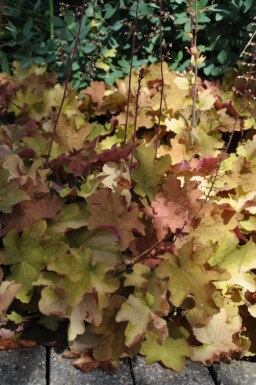 Alunrod Heuchera 'Caramel' 5-10 potte P9 Heuchera 'Caramel'