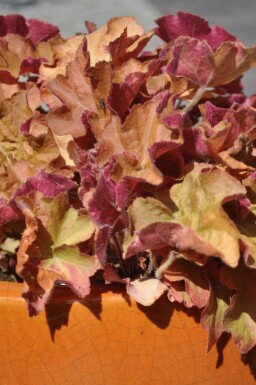 Alunrod Heuchera 'Caramel' 5-10 potte P9 Heuchera 'Caramel'