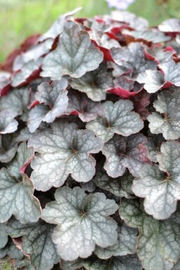 Heuchera 'Regina'