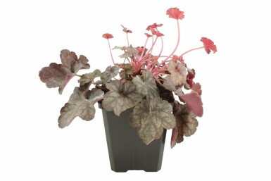 Alunrod Heuchera 'Regina' 5-10 potte P9 Heuchera 'Regina'