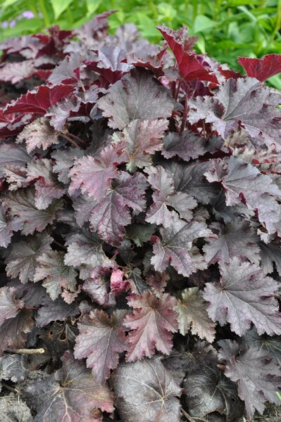 Alunrod Heuchera 'Stormy Seas' 5-10 potte P9 Heuchera 'Stormy Seas'