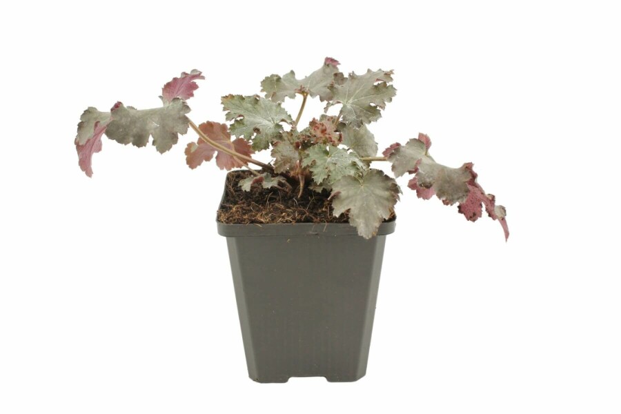 Alunrod Heuchera 'Stormy Seas' 5-10 potte P9 Heuchera 'Stormy Seas'