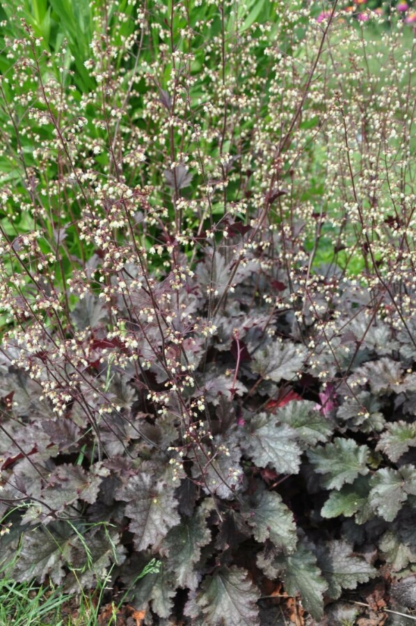 Alunrod Heuchera 'Stormy Seas' 5-10 potte P9 Heuchera 'Stormy Seas'