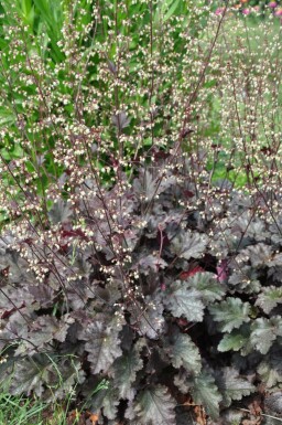 Alunrod Heuchera 'Stormy Seas' 5-10 potte P9 Heuchera 'Stormy Seas'