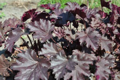 Alunrod Heuchera 'Stormy Seas' 5-10 potte P9 Heuchera 'Stormy Seas'