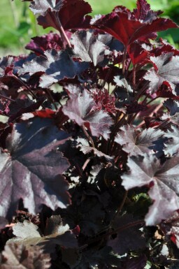 Alunrod Heuchera 'Stormy Seas' 5-10 potte P9 Heuchera 'Stormy Seas'