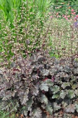 Alunrod Heuchera 'Stormy Seas' 5-10 potte P9 Heuchera 'Stormy Seas'