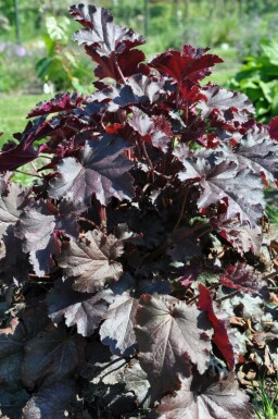 Alunrod Heuchera 'Stormy Seas' 5-10 potte P9 Heuchera 'Stormy Seas'