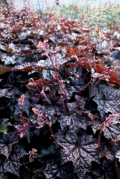 Alunrod Heuchera micrantha 'Palace Purple' 5-10 potte P9 Heuchera micrantha 'Palace Purple'