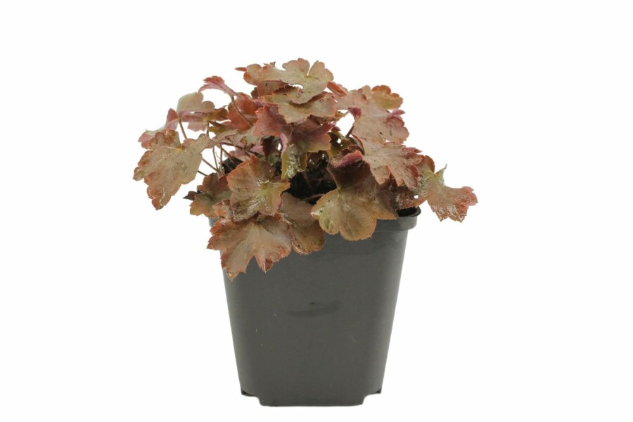 Alunrod Heuchera micrantha 'Palace Purple' 5-10 potte P9 Heuchera micrantha 'Palace Purple'
