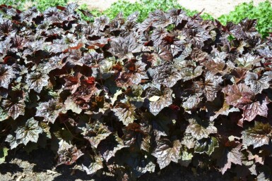 Alunrod Heuchera micrantha 'Palace Purple' 5-10 potte P9