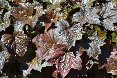 Alunrod Heuchera micrantha 'Palace Purple' 5-10 potte P9 Heuchera micrantha 'Palace Purple'