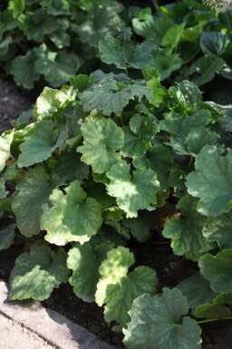 Purpurklokke Heuchera sanguinea 'Leuchtkäfer' 5-10 potte P9 Heuchera sanguinea 'Leuchtkäfer'