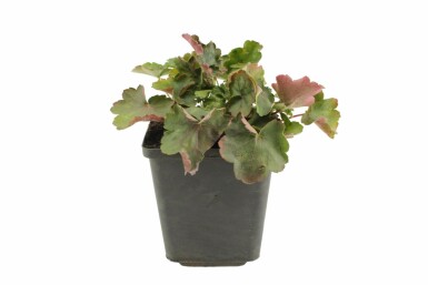Purpurklokke Heuchera sanguinea 'Leuchtkäfer' 5-10 potte P9 Heuchera sanguinea 'Leuchtkäfer'