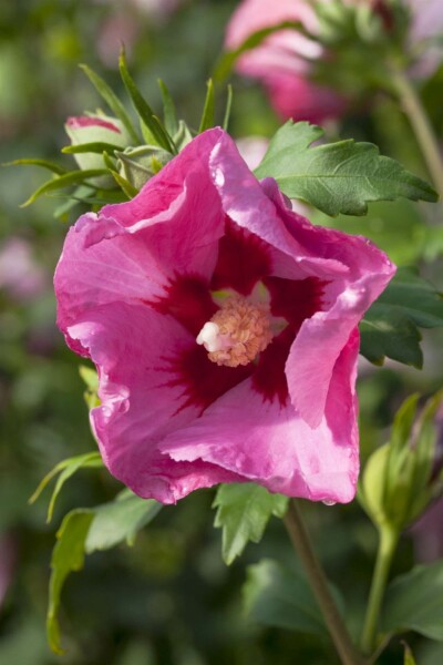 Syrisk rose Hibiscus syriacus 'Pink Giant' busk 60-80 potte C12 Hibiscus syriacus 'Pink Giant' busk 60-80 cm