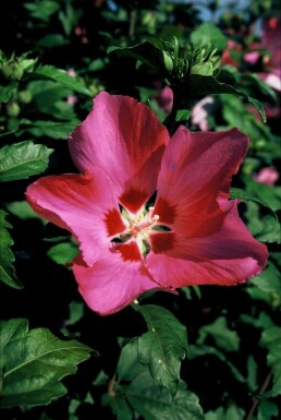 Syrisk rose Hibiscus syriacus 'Woodbridge' busk 20-30 potte C2