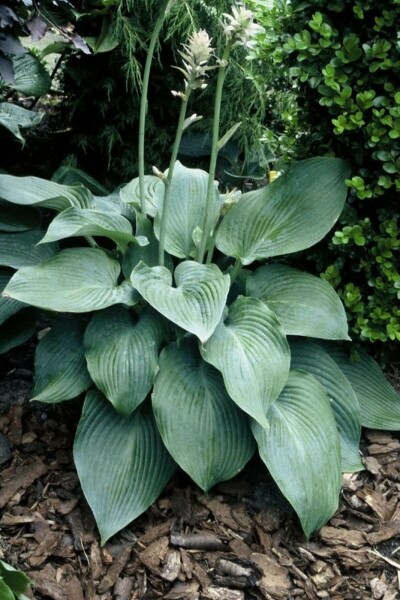 Hosta Hosta 'Blue Angel' 5-10 potte P9 Hosta 'Blue Angel'