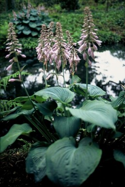 Hosta Hosta 'Blue Angel' 5-10 potte P9 Hosta 'Blue Angel'