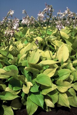Hosta Hosta 'Sum and Substance' 5-10 potte P9 Hosta 'Sum and Substance'