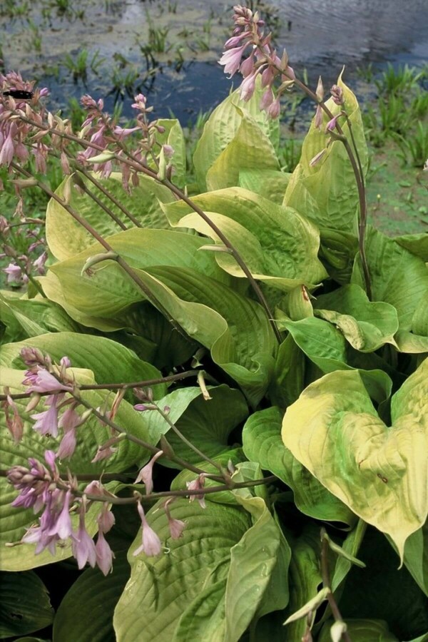 Hosta Hosta 'Sum and Substance' 5-10 potte P9 Hosta 'Sum and Substance'