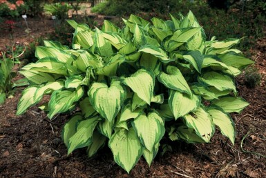 Klasehosta Hosta fortunei 'Albopicta' 5-10 potte P9