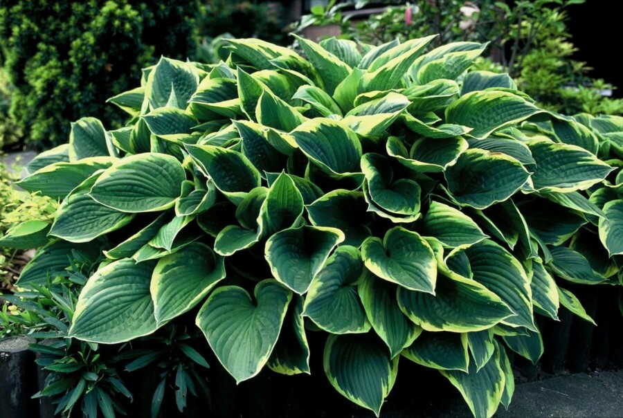 Klasehosta Hosta fortunei 'Aureomarginata' 5-10 potte P9 Hosta fortunei 'Aureomarginata'