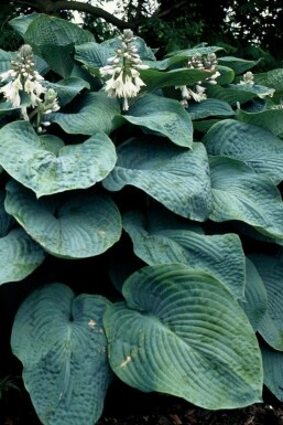 Funkia Hosta sieboldiana 'Elegans' 5-10 potte P9 Hosta sieboldiana 'Elegans'