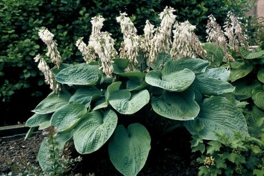 Funkia Hosta sieboldiana 'Elegans' 5-10 potte P9 Hosta sieboldiana 'Elegans'