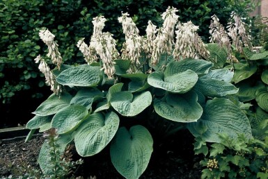 Funkia Hosta sieboldiana 'Elegans' 5-10 potte P9