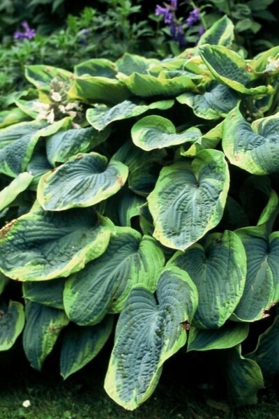 Funkia Hosta sieboldiana 'Frances Williams' 10-15 potte C2 Hosta sieboldiana 'Frances Williams'