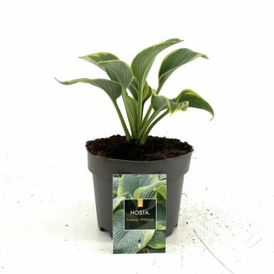 Funkia Hosta sieboldiana 'Frances Williams' 10-15 potte C2 Hosta sieboldiana 'Frances Williams'