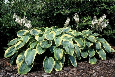 Funkia Hosta sieboldiana 'Frances Williams' 10-15 potte C2 Hosta sieboldiana 'Frances Williams'