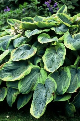 Funkia Hosta sieboldiana 'Frances Williams' 5-10 potte P9 Hosta sieboldiana 'Frances Williams'