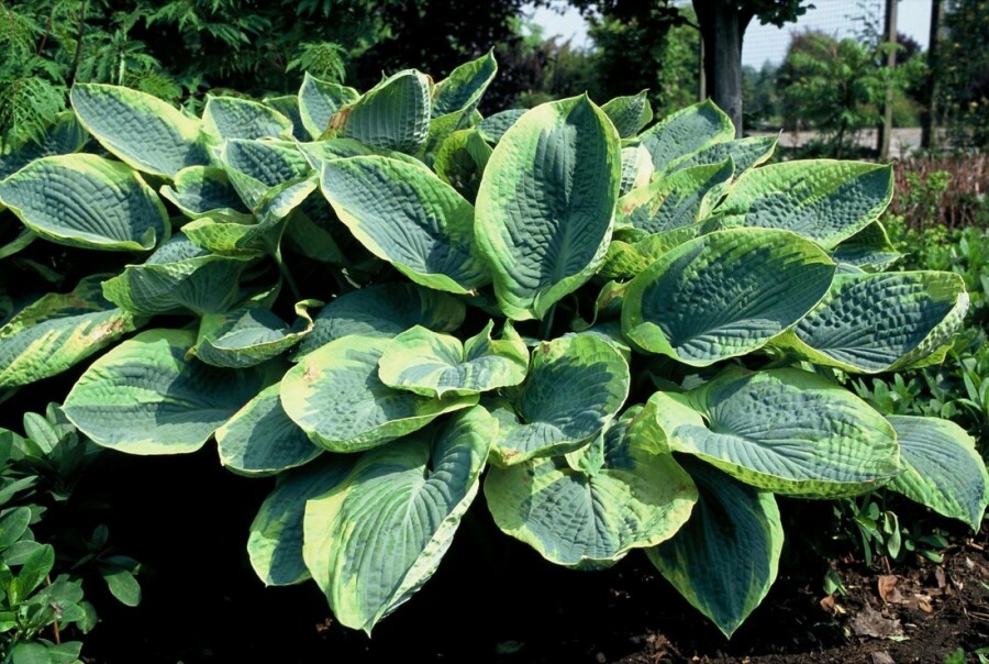 Funkia Hosta sieboldiana 'Frances Williams' 5-10 potte P9 Hosta sieboldiana 'Frances Williams'