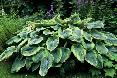 Funkia Hosta sieboldiana 'Frances Williams' 5-10 potte P9 Hosta sieboldiana 'Frances Williams'