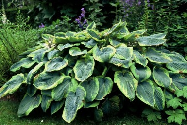 Funkia Hosta sieboldiana 'Frances Williams' 5-10 potte P9