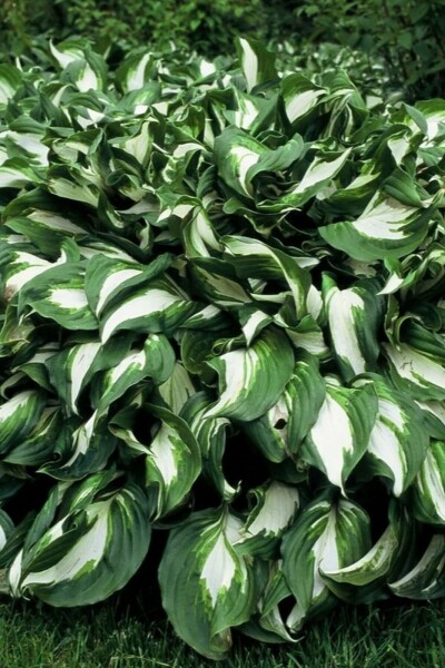 Broget Hosta Hosta undulata 'Mediovariegata' 10-15 potte C2 Hosta undulata 'Mediovariegata'