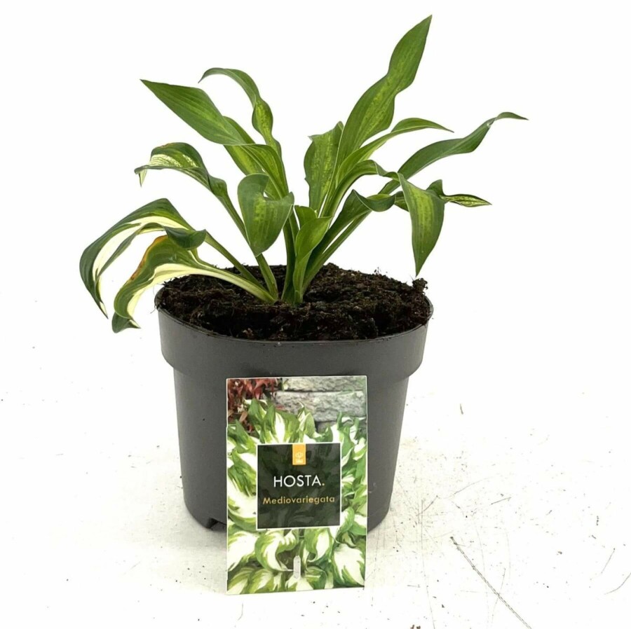 Broget Hosta Hosta undulata 'Mediovariegata' 10-15 potte C2 Hosta undulata 'Mediovariegata'
