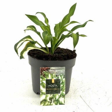 Broget Hosta Hosta undulata 'Mediovariegata' 10-15 potte C2 Hosta undulata 'Mediovariegata'
