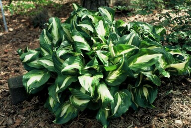 Broget Hosta Hosta undulata 'Mediovariegata' 10-15 potte C2 Hosta undulata 'Mediovariegata'