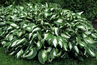 Broget Hosta Hosta undulata 'Mediovariegata' 5-10 potte P9 Hosta undulata 'Mediovariegata'